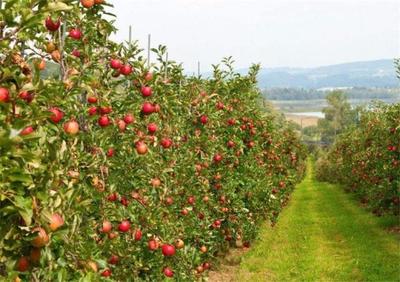 苹果园里种马唐草最好了,你知道是为什么吗?