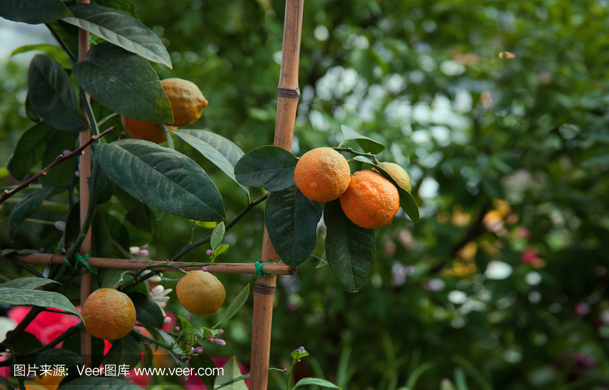 开花的树上结着多汁的柑橘类水果