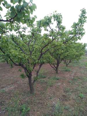 泰州枣树2至30公分种植