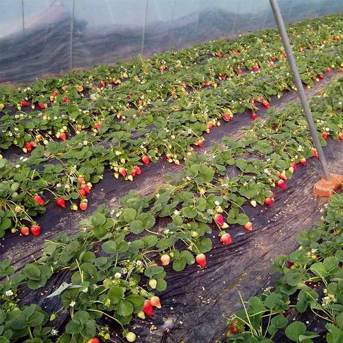 基地批发全明星草莓苗 草莓果树苗种植基地现货供应 欢迎选购